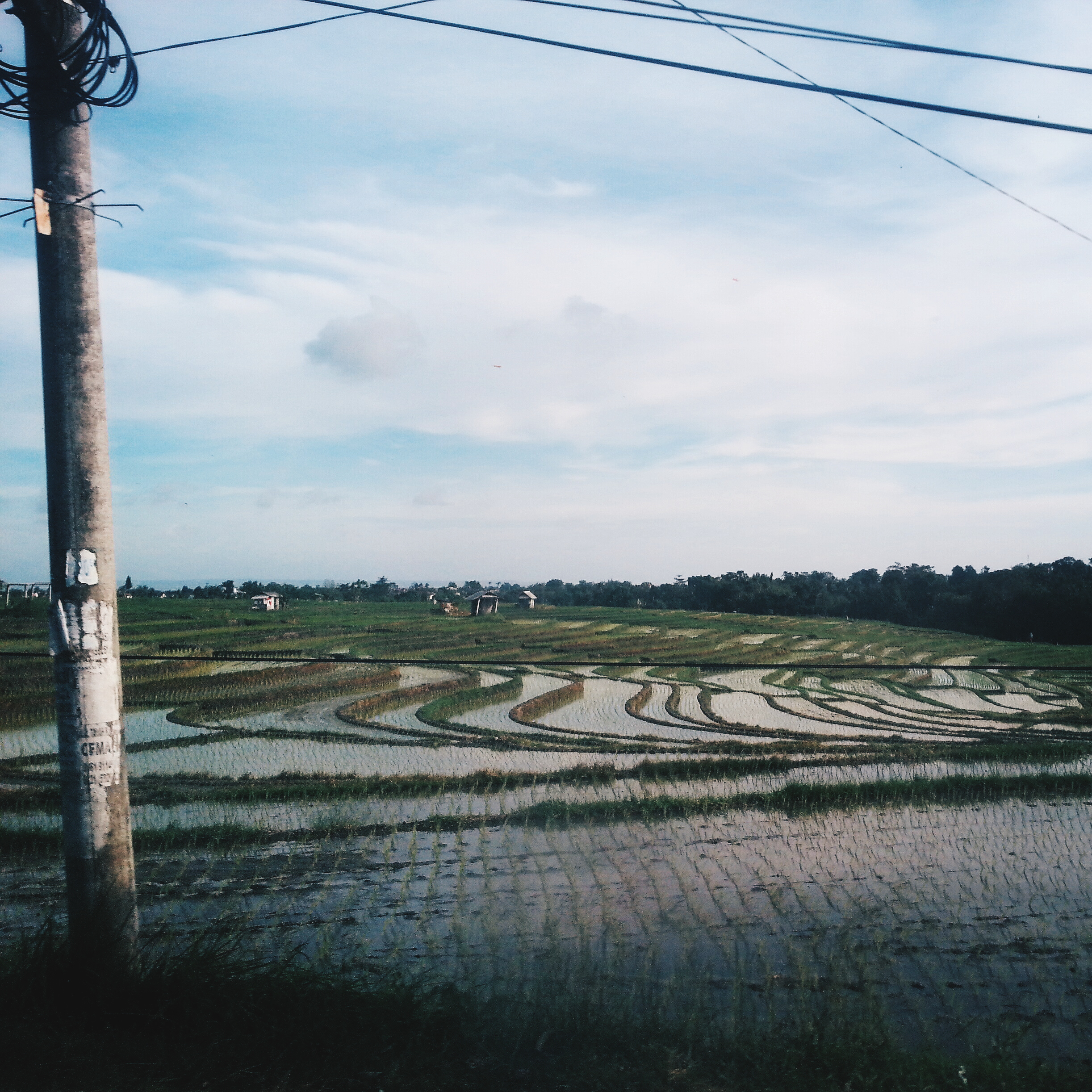 Bali Rice Paddy Field