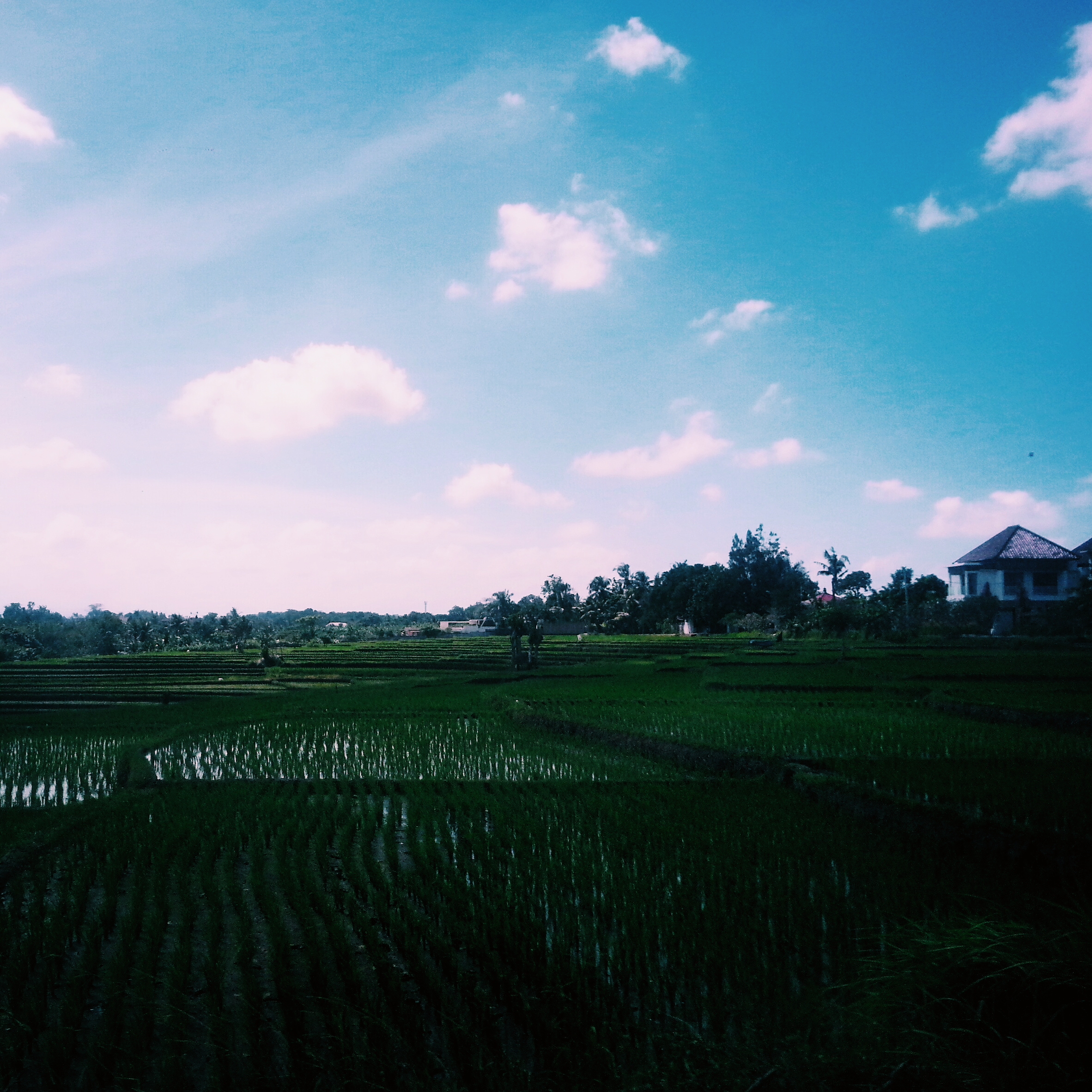 Balinese Rice Paddy Fields